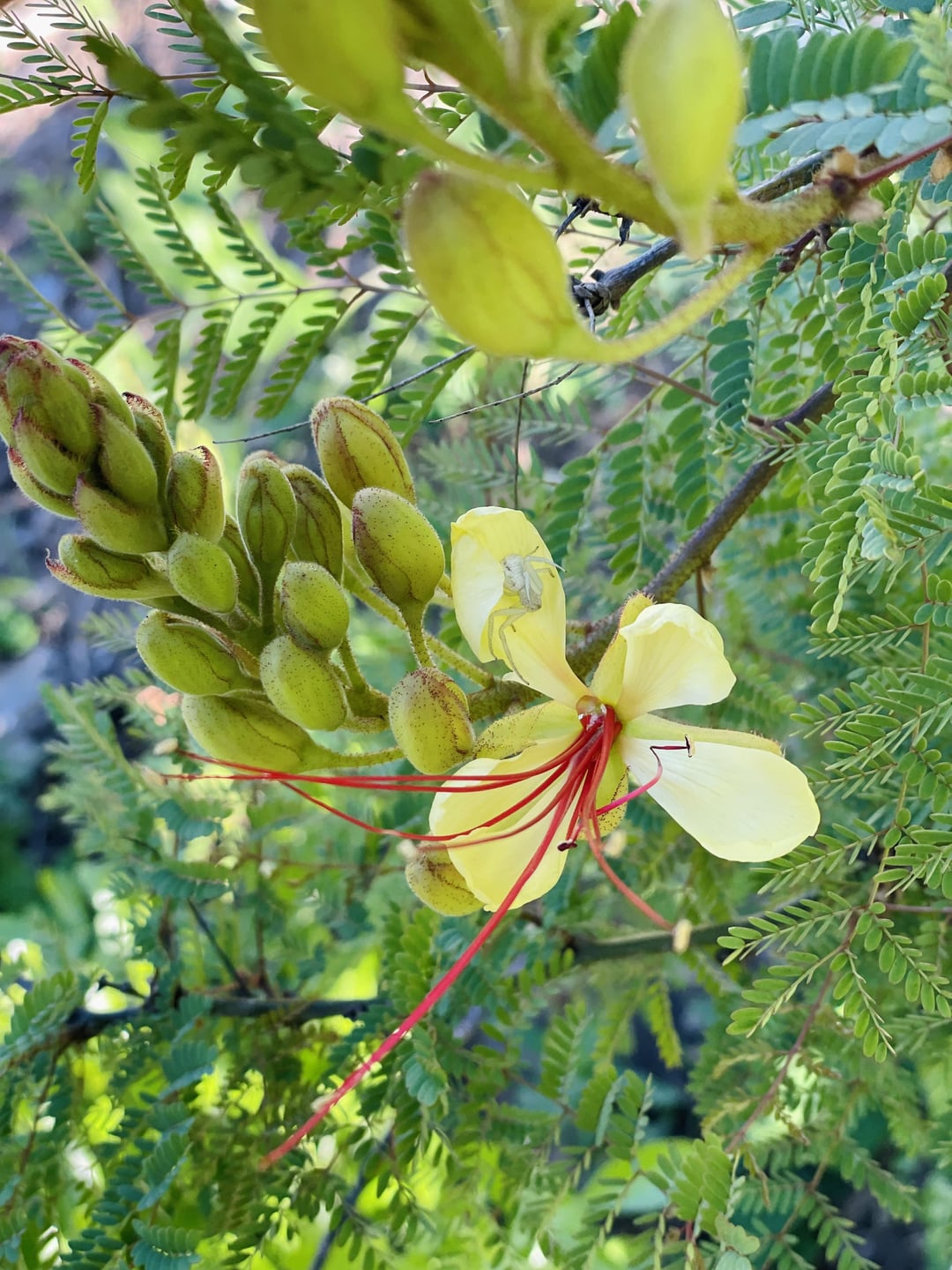 Meine Lieblingsblume in meinem Garten – Garten Radar